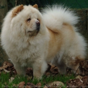 Photo de Chow chow