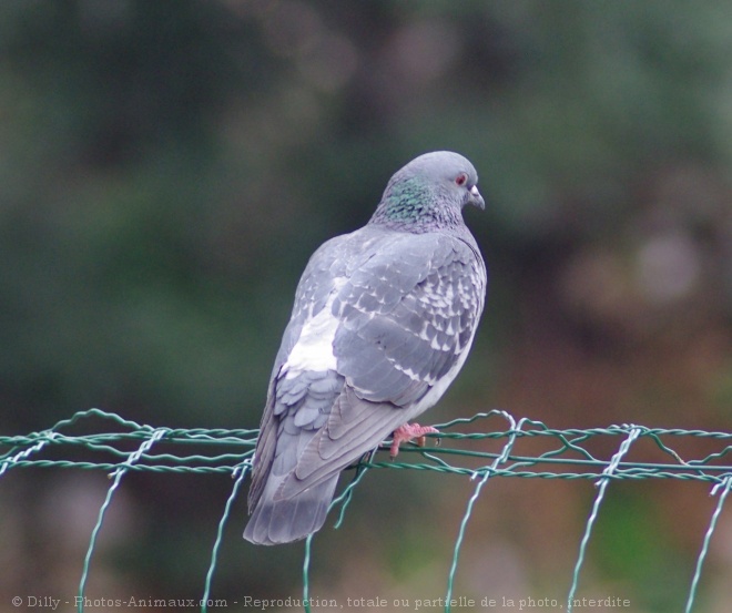 Photo de Pigeon