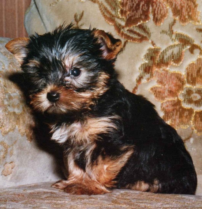 Photo de Yorkshire terrier