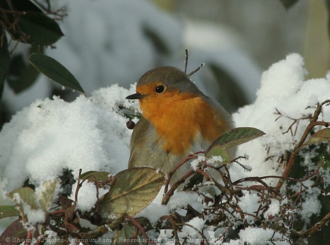 Photo de Rouge gorge