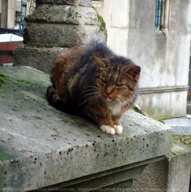 Photo de Chat domestique