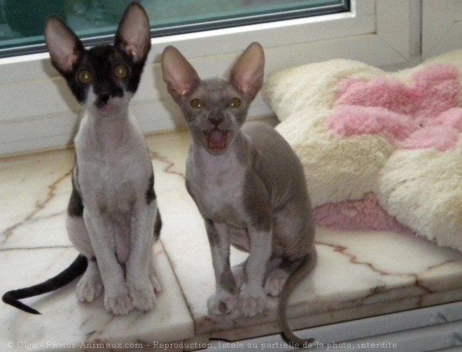 Photo de Cornish rex