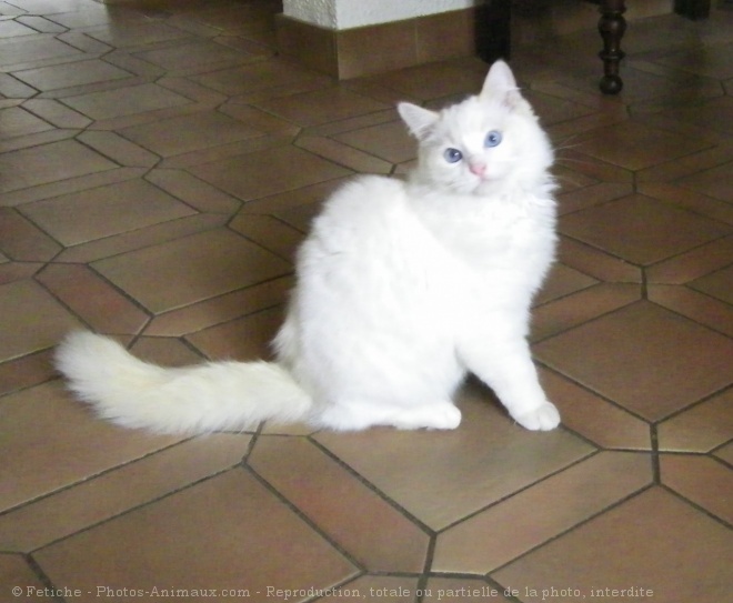 Photo de Ragdoll