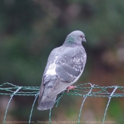 Photo de Pigeon