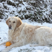 Photo de Golden retriever