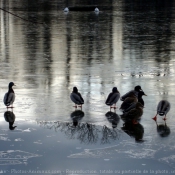 Photo de Canard colvert