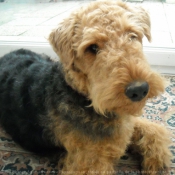 Photo d'Airedale terrier