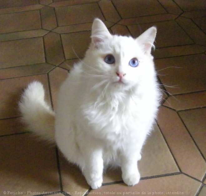 Photo de Ragdoll