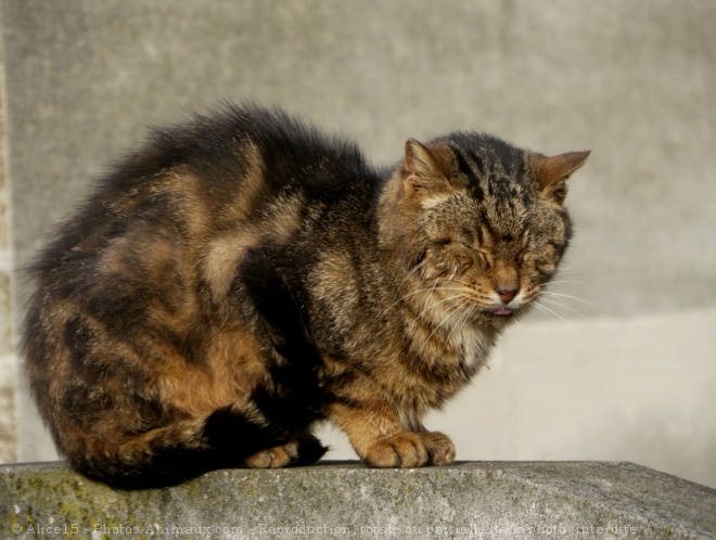 Photo de Chat domestique