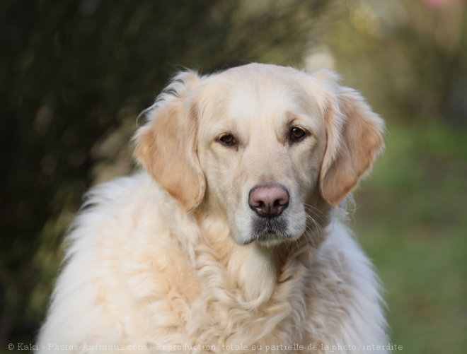 Photo de Golden retriever