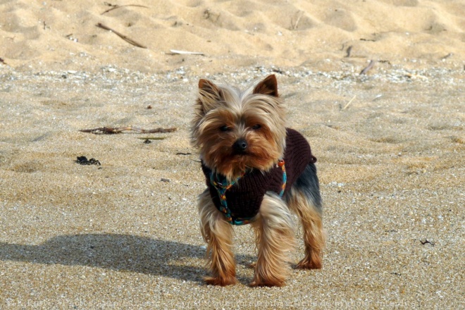 Photo de Yorkshire terrier