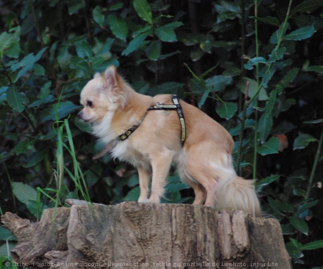 Photo de Chihuahua  poil long