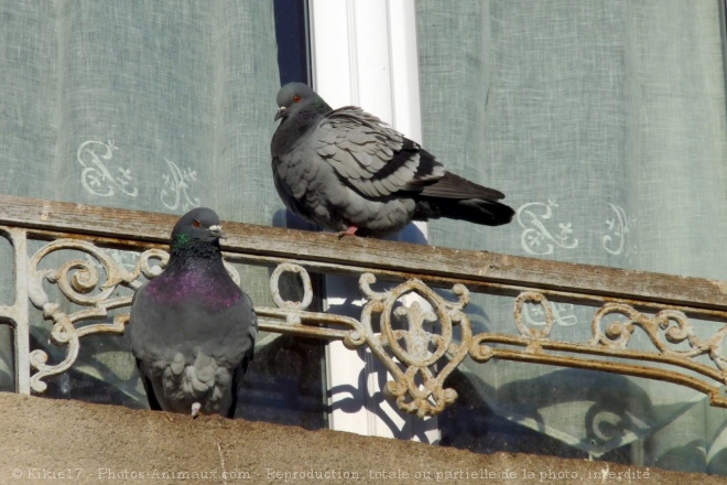 Photo de Pigeon