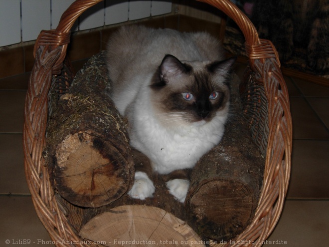 Photo de Ragdoll