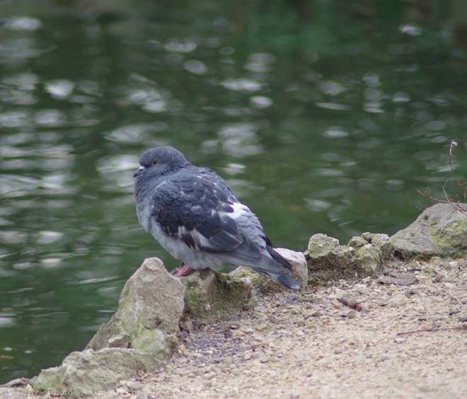 Photo de Pigeon