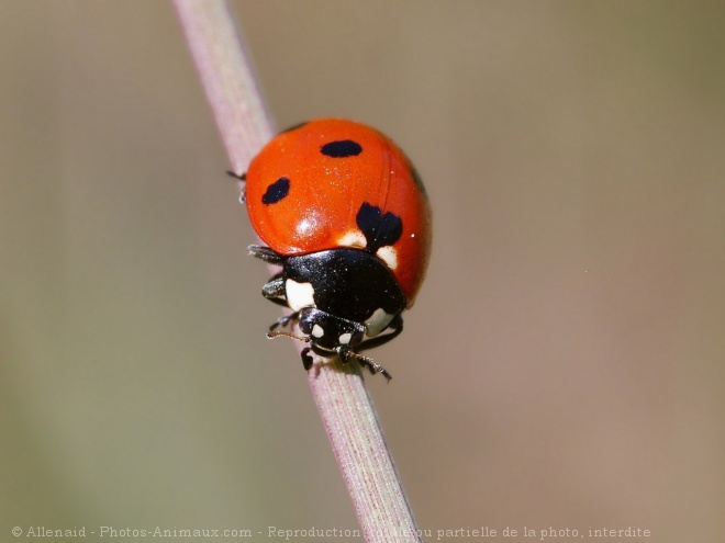 Photo de Coccinelle