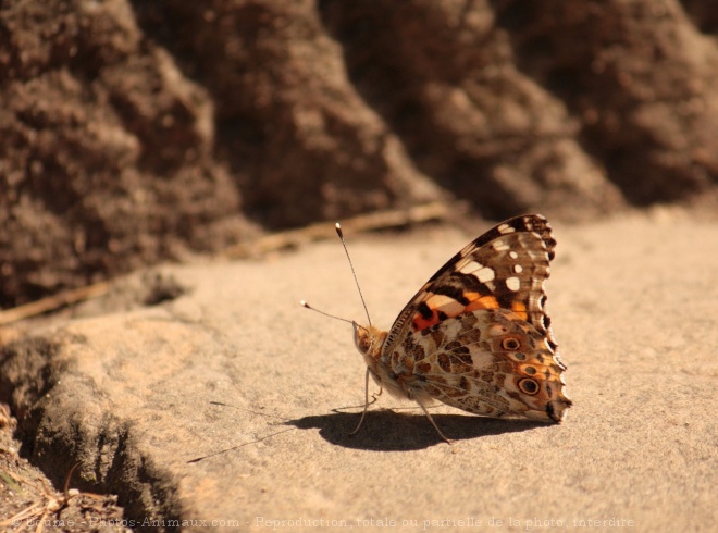 Photo de Papillon - belle-dame