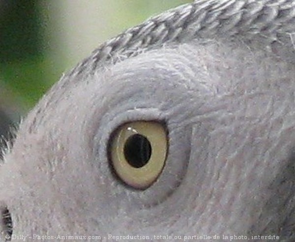 Photo de Perroquet - gris du gabon