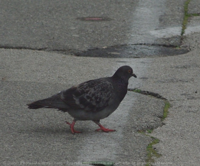 Photo de Pigeon