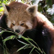 Photo de Panda roux