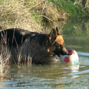 Photo de Berger allemand  poil court