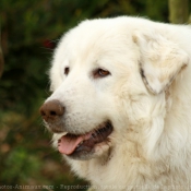 Photo de Chien de montagne des pyrnes