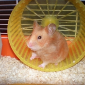 Photo de Hamster