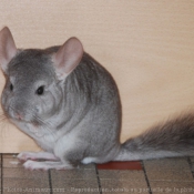 Photo de Chinchilla