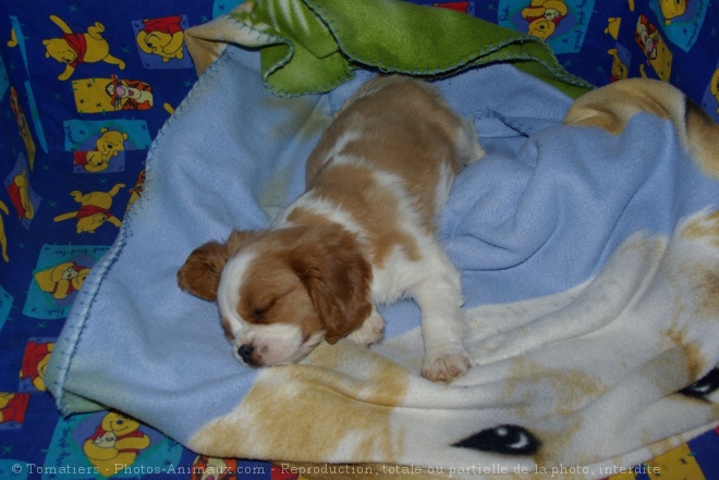 Photo de Cavalier king charles spaniel