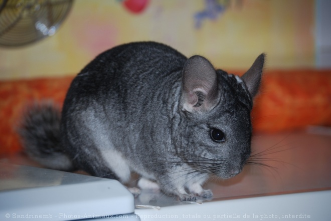 Photo de Chinchilla