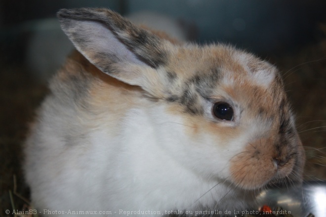 Photo de Lapin