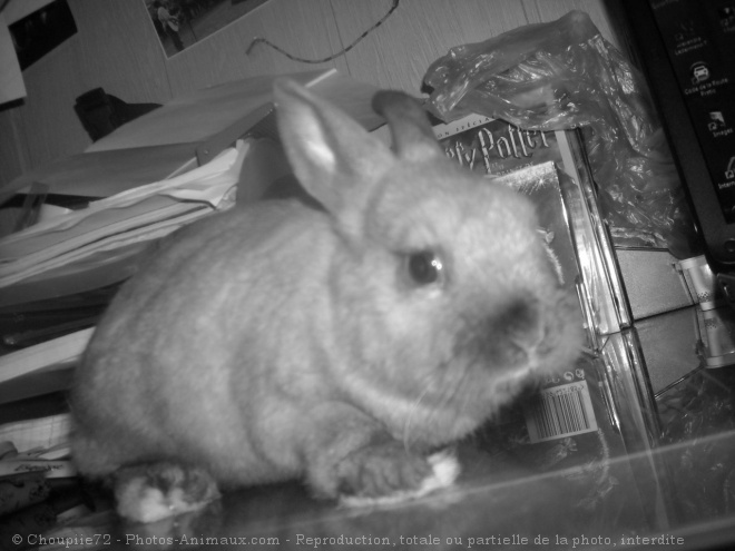 Photo de Lapin