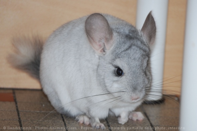 Photo de Chinchilla