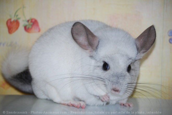 Photo de Chinchilla