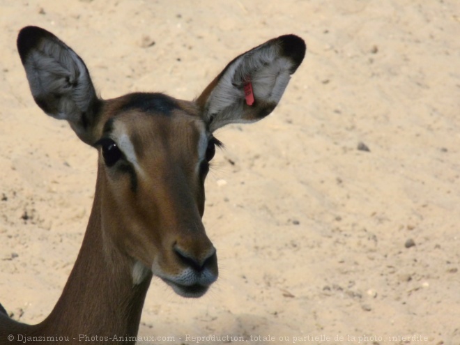 Photo d'Impala