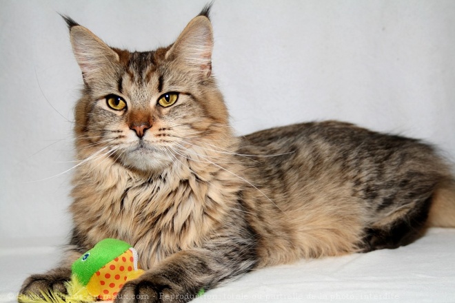 Photo de Maine coon