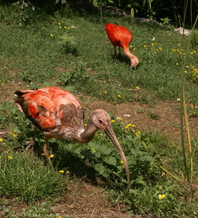 Photo d'Ibis rouge