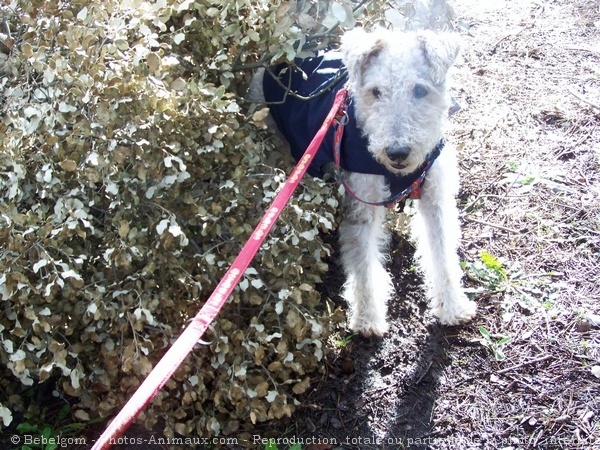 Photo de Fox terrier  poil dur