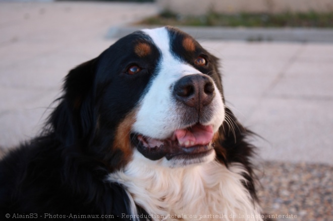 Photo de Bouvier bernois