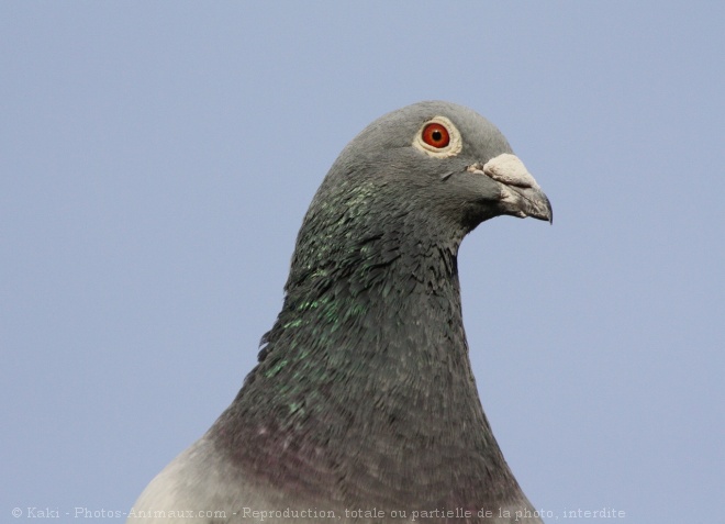 Photo de Pigeon