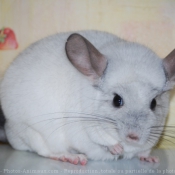 Photo de Chinchilla