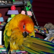 Photo de Conure soleil