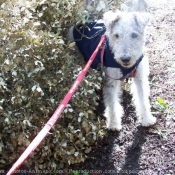 Photo de Fox terrier  poil dur