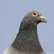 Photo de Pigeon