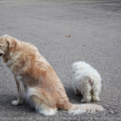 Photo de Races diffrentes