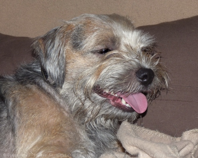 Photo de Border terrier