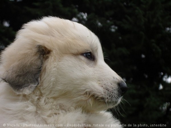 Photo de Chien de montagne des pyrnes