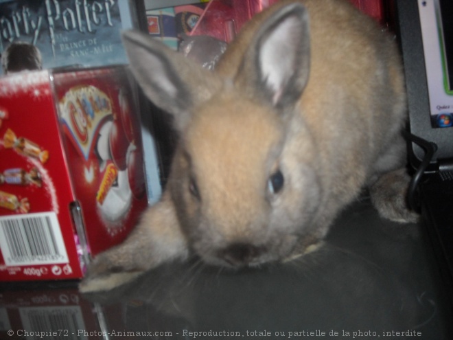 Photo de Lapin