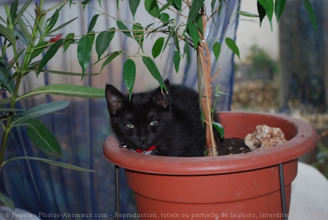 Photo de Chat domestique