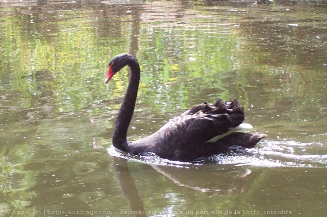 Photo de Cygne